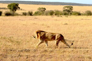 Alaskan World Adventures 17