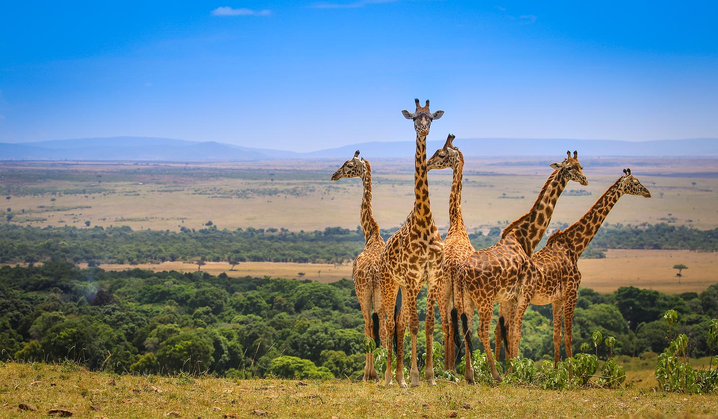 Maasai Mara