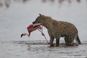 Alaskan World Adventures 13