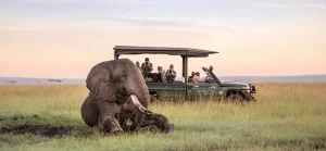 4-Day Maasai Mara & Lake Naivasha Safari Adventure