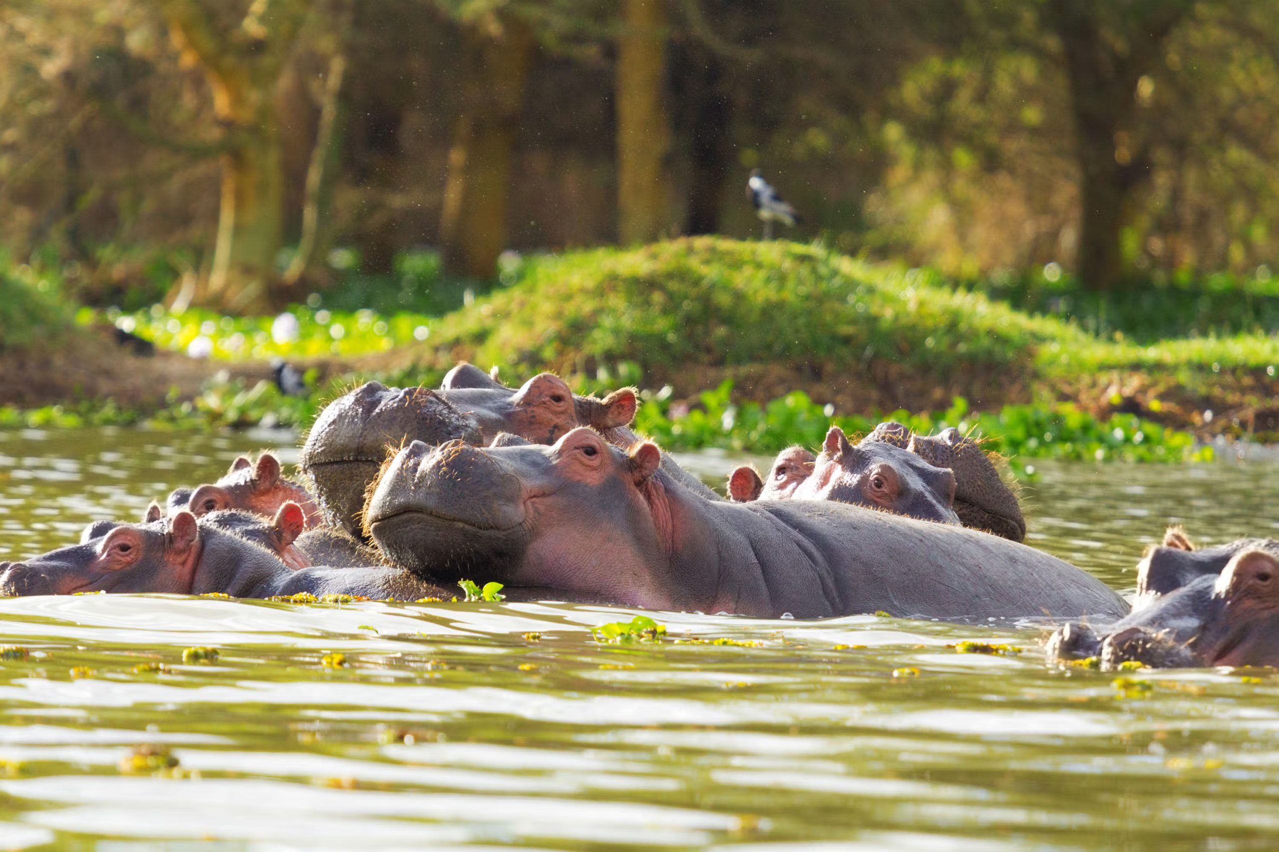 Lake Naivasha