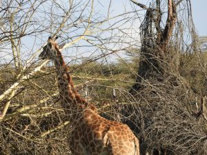 Alaskan World Adventures 23