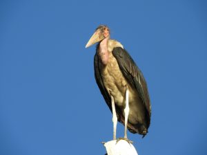 Alaskan World Adventures 23