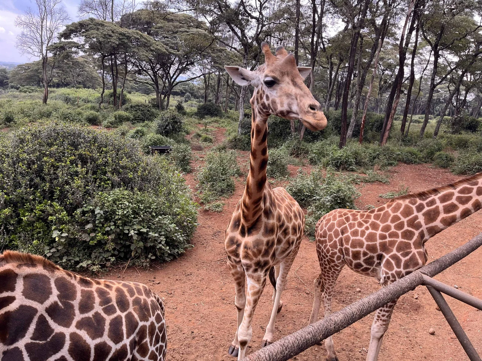 Giraffe Centre Nairobi