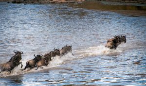 Alaskan World Adventures