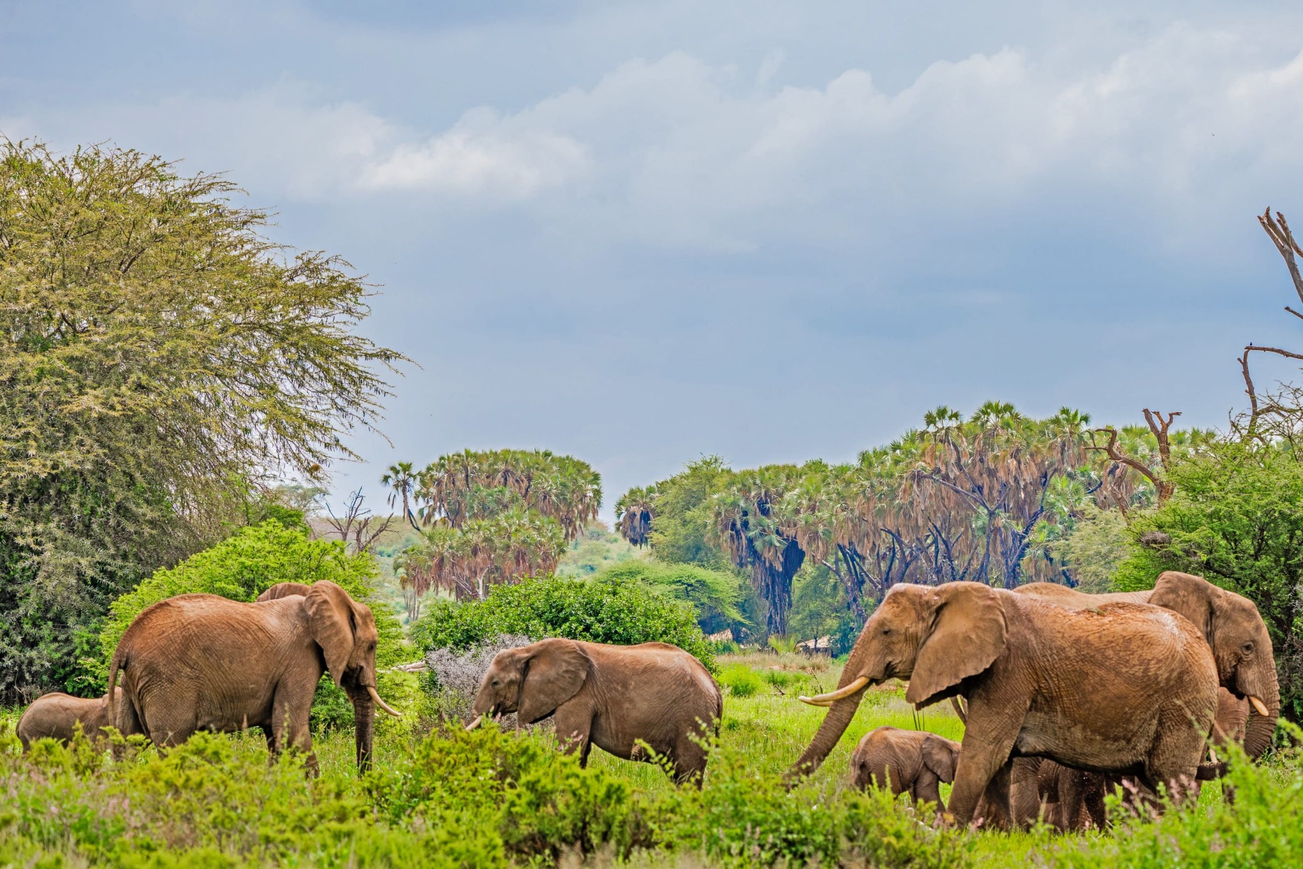Samburu National Reserve